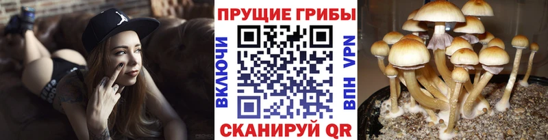 mega рабочий сайт  Чердынь  Псилоцибиновые грибы Psilocybe  магазин  наркотиков 